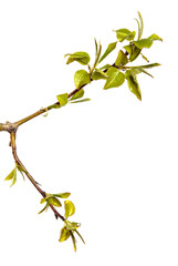 pear tree branch with small green leaves. on white background