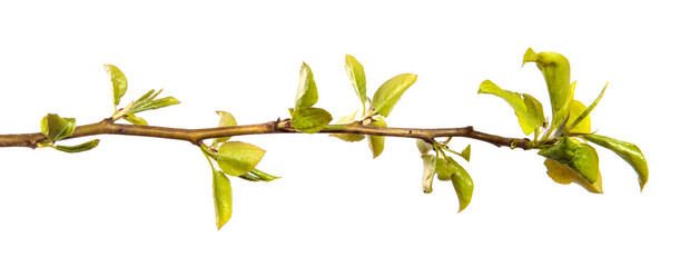pear tree branch with small green leaves. on white background