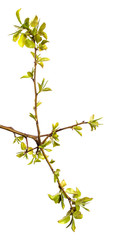 pear tree branch with small green leaves. on white background