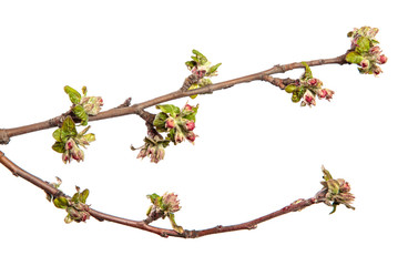 flowering branch of apple tree with flowers and leaves. on white background