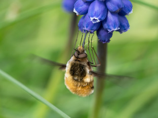 Close up macro of a bee fly sucking nectar from a blue grape hyacinth flower