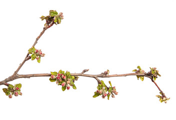 flowering branch of apple tree with flowers and leaves. on white background