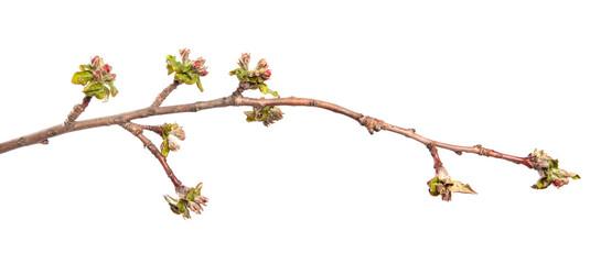 flowering branch of apple tree with flowers and leaves. on white background