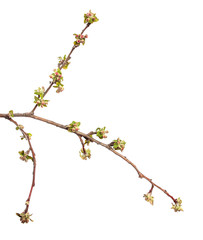 flowering branch of apple tree with flowers and leaves. on white background