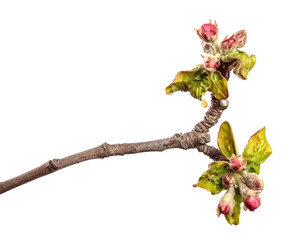 flowering branch of apple tree with flowers and leaves. on white background