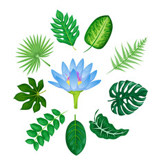Naklejka premium Tropical flowers and leaves set. Tropical trendy summer palm leaves and jungle, leaf flowers alocasia, dieffenbachia, plumeria vector isolated elements