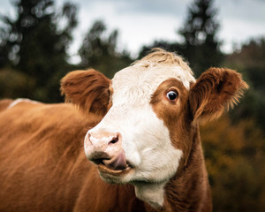 cow on a farm