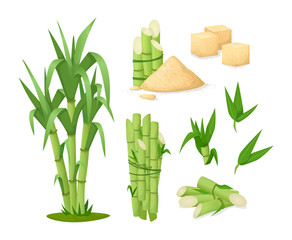 Cane sugar with stem and leaf plants. Fresh squeezed sugarcane in glass with stalk isolated, cubes, sugarcane plant, bamboo. Natural organic production food vector cartoon illustration