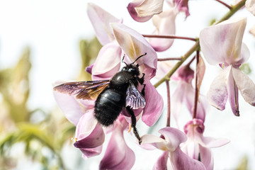 ape legnaiola 01 - insetto mentre succhia il nettare da un fiore di glicine rosa