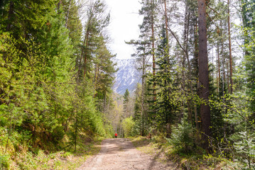 Fototapeta na wymiar Lonely tourist walking along a forest, mountain road