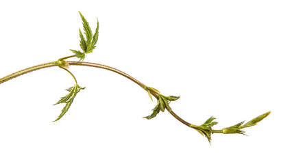 green sprout of hops. on white background