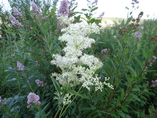 wild flowers in the garden