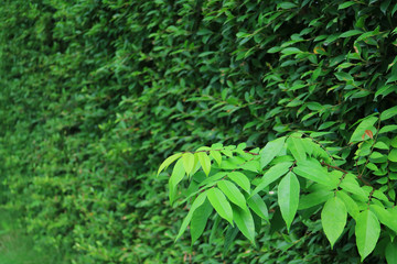 Closeup Vibrant Green Foliage against Blurry Evergreen Hedging plants 