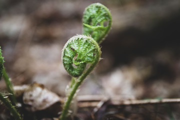 paproć © Bartłomiej Kosmatko
