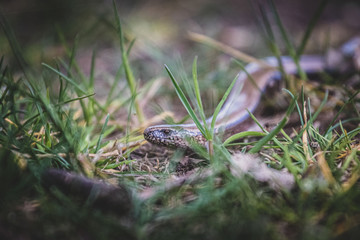 padalec © Bartłomiej Kosmatko