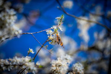 motyl na kwitnącym drzewie  © Bartłomiej Kosmatko