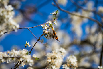 motyl w kwiatach
