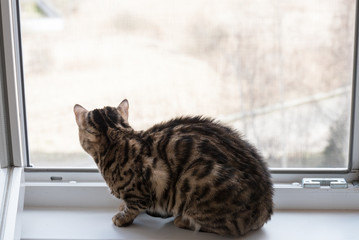 The cat sits on the windowsill and watches what is happening on the street. The concept of waiting and loneliness. Observation.