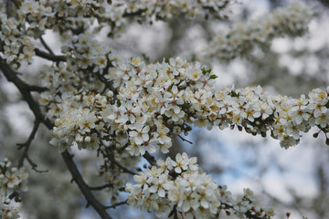 blooming cherry tree in spring