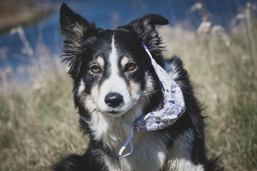 pies w masce ochronnej