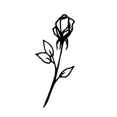  The rose is painted by hand, in doodle style. Flower, vector isolate object on a white background.