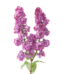 branch of purple lilac with flowers and green leaves isolated on white background