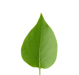 Fototapeta premium green leaf of lilac is isolated on a white background