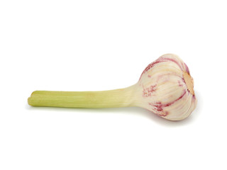 young garlic root isolated on white background