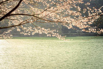 湖畔の桜