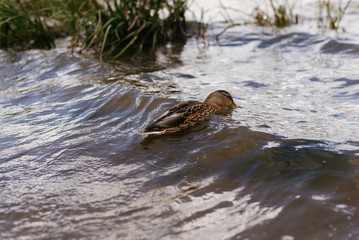 Duck floats in a lake