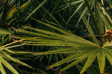 Selective focus of fresh and green palm leaves