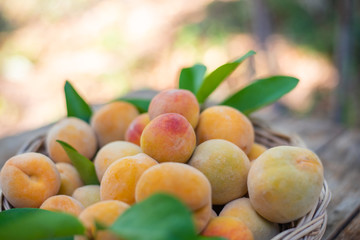 Orange peach fruits on wood table.