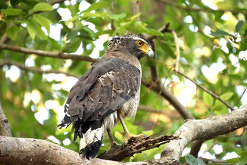 wildlife in Jim corbett tiger reserve forest
