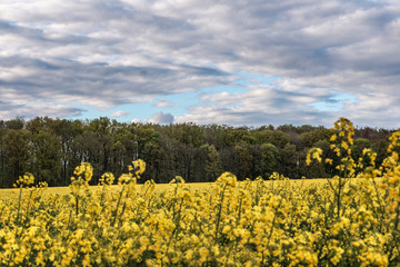 field of yellow flowers