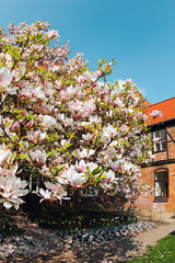 Flowering Magnolias (Magnolia, Magnoliaceae) in a garden with half-timbered house and under a beautiful blue sky.
