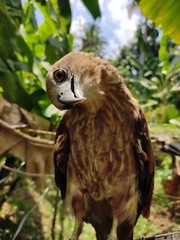 Kerala Eagle known as srekrishna parunth