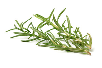 Fototapeta premium Branch of rosemary on white background. 
