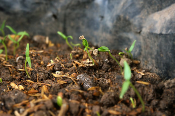 Cayenne pepper sprouts and in polybag. Selective focus. 