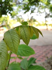 green leaves in the sun