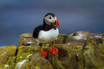 Papageitaucher (Fratercula arctica) in Island