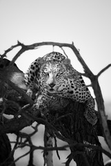 Leopard in Tree 