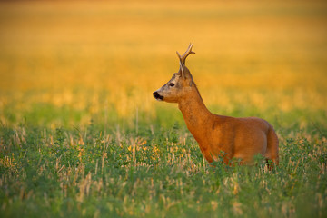 Alert roe deer, capreolus capreolus, buck standing on a stubble field and looking away in summer at sunset. Attentive wild mammal with antlers antlers and orange fur with copy space.