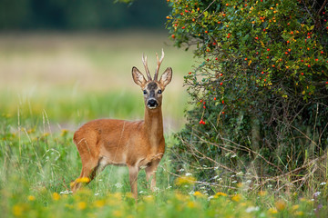 Dominant roe deer, capreolus capreolus, back standing in his territory by rosehip bush with red fruits. Colorful nature scenery of wild animal with orange fur listening with interest. © WildMedia