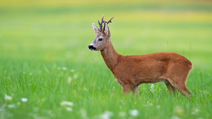 Adorable roe deer, capreolus capreolus, buck standing in green summer nature and observing its territory in mating season. Wild animal with big black eyes watching on meadow with copy space.