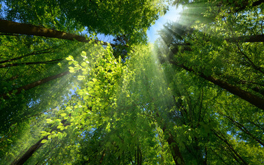Fototapeta na wymiar Rays of light beautifully falling through the green foliage and enhancing the scenery of a beautiful lush tree canopy in a forest