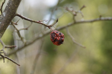 ladybird on a branch