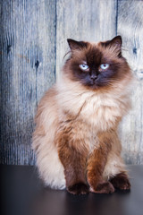 long-haired cat of the Neva masquerade breed