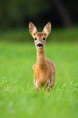 Alert roe deer, capreolus capreolus, fawn standing in green grass and looking in camera with flies and mosquito flying around in summer nature. Animal wildlife in wilderness.