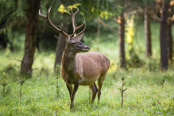 Unaware red deer, cervus elaphus, stag with long antlers listening in green grass and blurred forest in background. Undisturbed wild male animal with antlers and ears in nature from low angle.