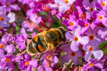 Close-up of a bee which is looking for nectar in the purple flowers of a butterfly bush